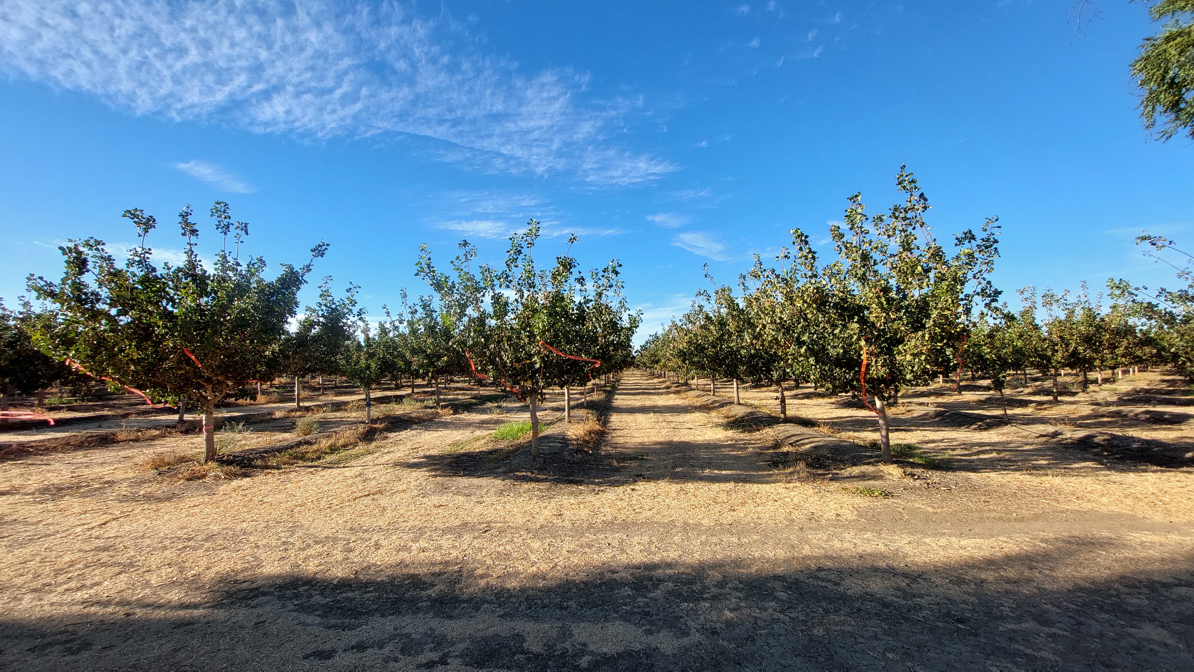 Irrigation
