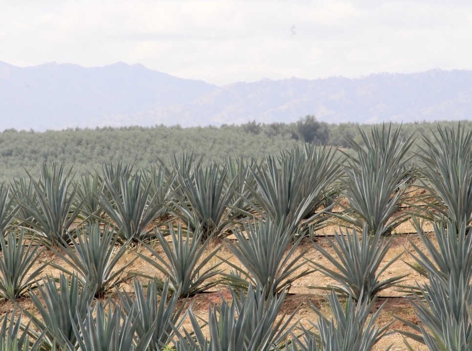 agave