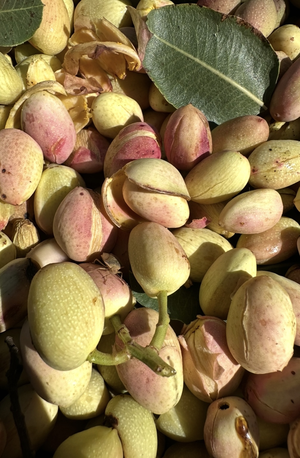 pistachio