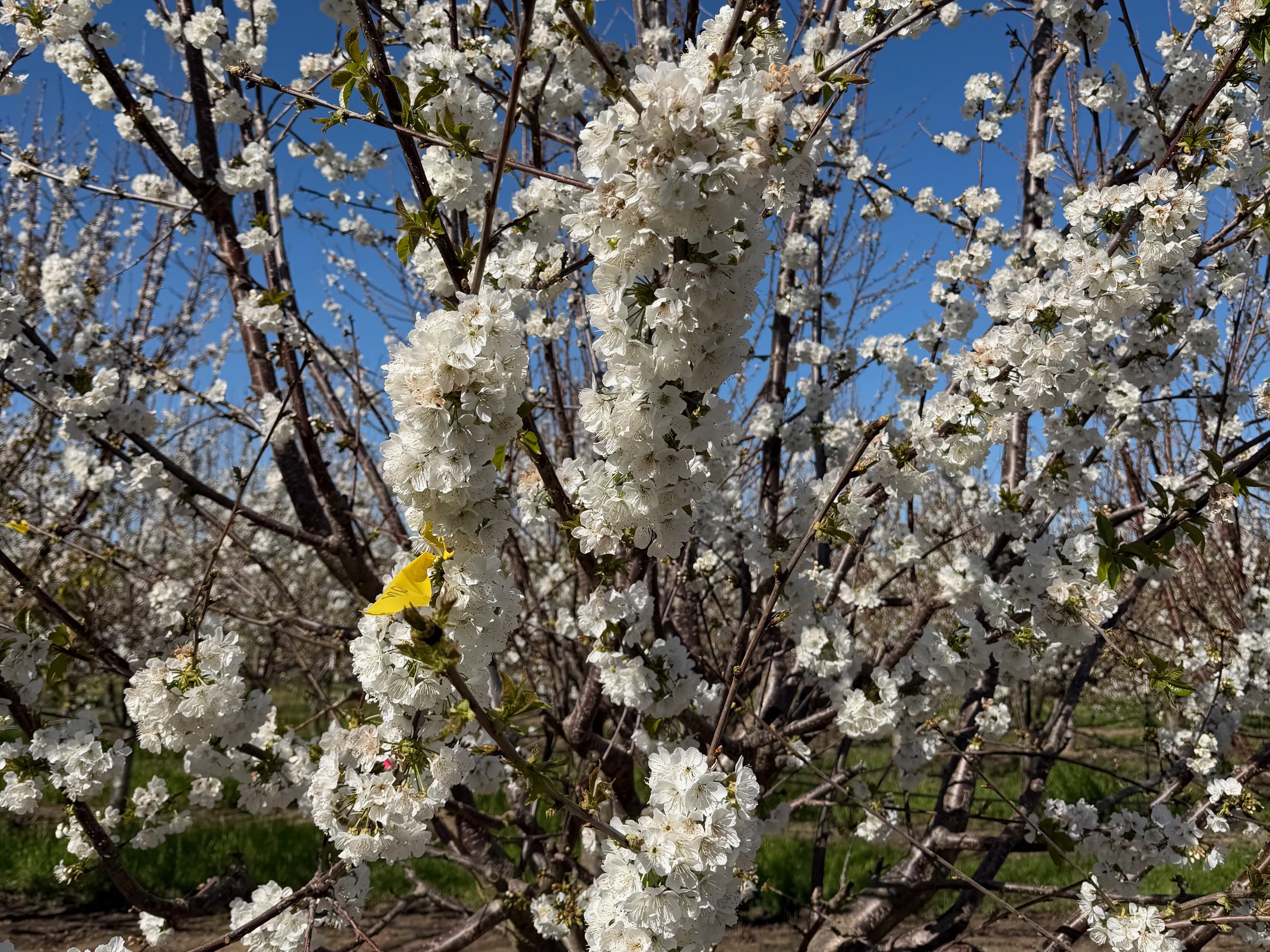 Blossoming white flowers on branches against a clear blue sky.