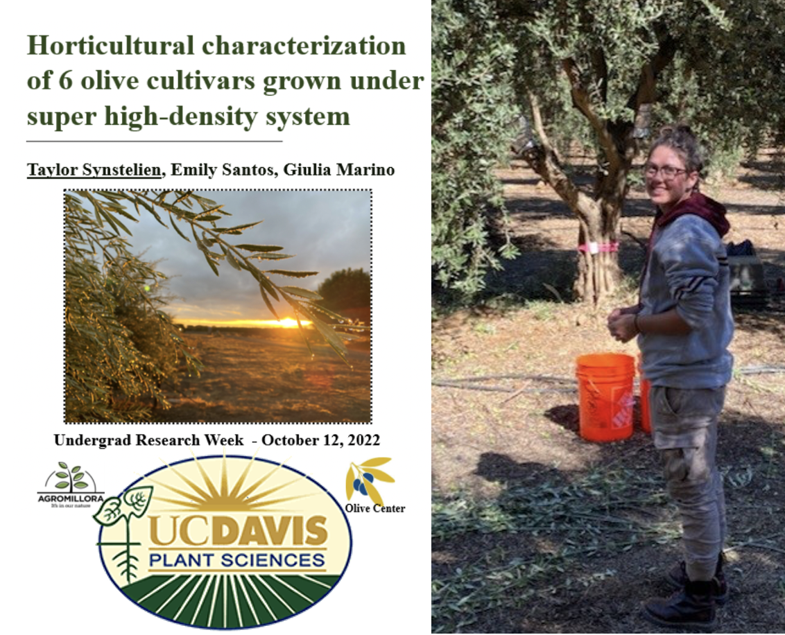 olive research