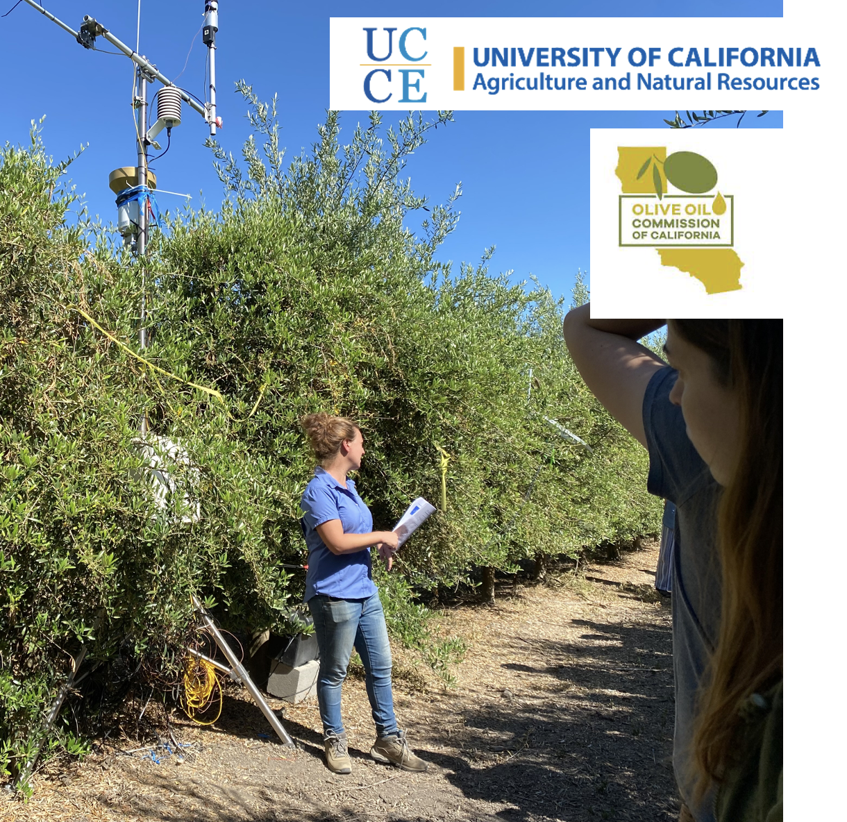 olive oil field day