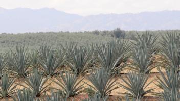 agave
