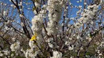 Blossoming white flowers on branches against a clear blue sky.