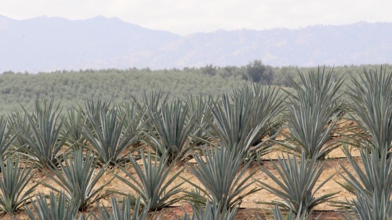 agave