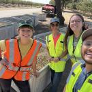Pistachio Harvest Team