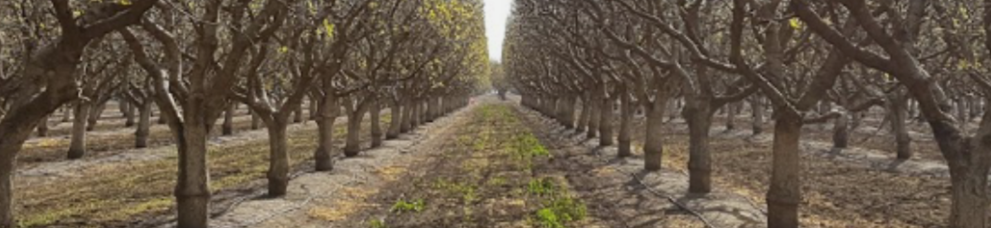 fruit orchard